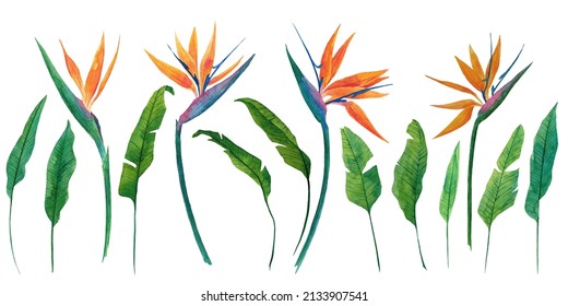 Set of watercolor illustration of herbaceous plant of strelitzia. Hand-drawn illustration of plant of bird-of-paradis. For design and decoration of fabric, textile. Flowers and tropical leaves.