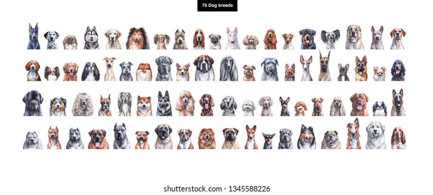 Set Of Watercolor Illustrations Of 76 Dog Breeds
