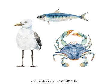 set of watercolor illustrations of animals in marine style, blue crab, fish and seagull. hand painted on white background