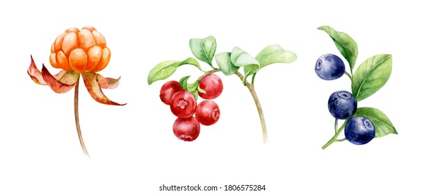 Set Of Watercolor Illustrations. Blueberries, Cranberries, Cloudberries.