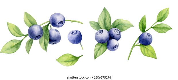 Set of watercolor illustrations of blueberries on twigs with leaves. - Powered by Shutterstock