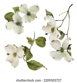 Set Of Watercolor Illustrations Of Flowers And Branch Dogwood Tree. Elements Isolated On White Background For Your Design.