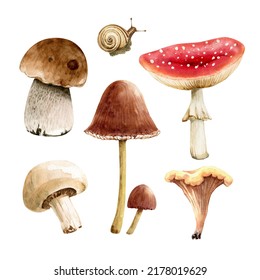 set watercolor illustrations forest mushrooms white background  hand painted 