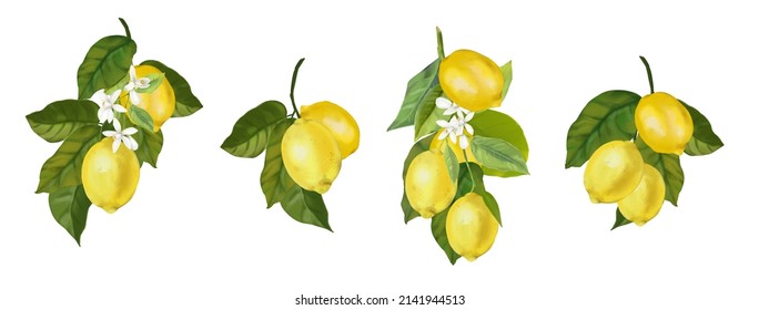 Set Of Watercolor Illustrations Of Lemons. Hand Drawn Blooming Citrus Tree Branches, Flowers And Lemons 