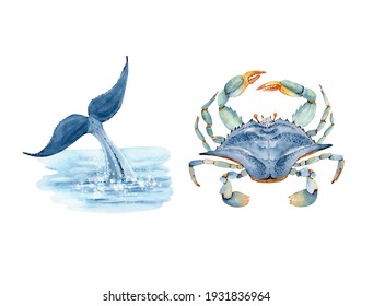 set of watercolor illustrations in marine style whale tail in the sea and blue crab. hand painted on white background