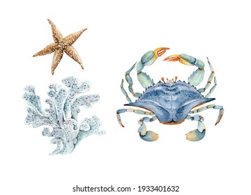 set of watercolor illustrations in marine style bush with corals and blue crab. hand painted on white background