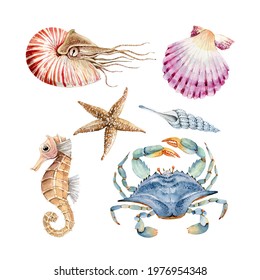 set of watercolor illustrations in marine style: crabs, shellfish and seahorse. hand painted on white background