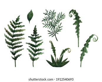 A set of watercolor illustrations with plant elements. Isolated objects on a white background. hand-drawn ferns, snowdrop flowers, twigs.