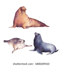 Set Of Watercolor Illustrations Of A Seal, Walrus And Fur Seal Isolated On A White Background. Arctic Water World