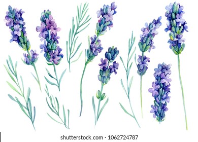 白い背景に水色のラベンダーの花のイラストを設定 のイラスト素材