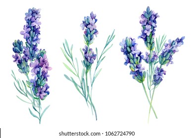 白い背景に水色のラベンダーの花のイラストを設定 のイラスト素材 Shutterstock