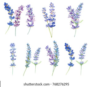 Set Of Watercolor Lavender Flowers On White Background