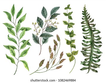 Set of watercolor leaves, hand drawn illustration of floral elements isolated on a white background, can be used for greeting cards and invitations.