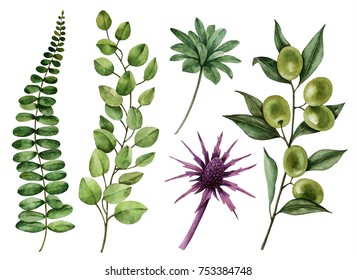 Set of watercolor leaves, hand painted illustration of olive branch and other floral elements isolated on a white background, can be used for greeting cards and invitations.