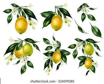 Set Of Watercolor Lemon Tree Branches. Hand Drawn Illustration Isolated On White.
Botanical Illustation.