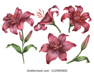 Set Of Watercolor Lilies, Hand Painted Floral Illustration, Maroon Flowers Isolated On A White Background.