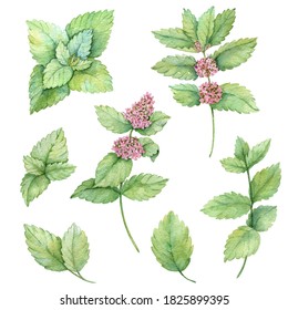 Set of watercolor mint leaves, branches and flowers. Fresh mint isolated on the white background. Botanical illustration for design natural cosmetics, packaging tea, culinary books.