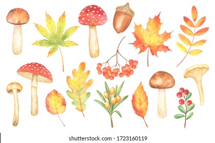 Set Of Watercolor Mushrooms, Fall Leaves And Berries Isolated On White Background. Perfect For Cards, Invitations And Posters.