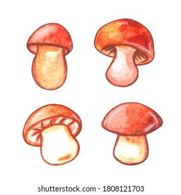 Set of Watercolor mushrooms. Natural design elements. Illustration for seasonal design, autumn cards and the theme of thanksgiving. - Powered by Shutterstock