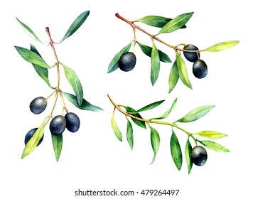 Set of watercolor olive branches isolated on white background. Hand drawn illustration.