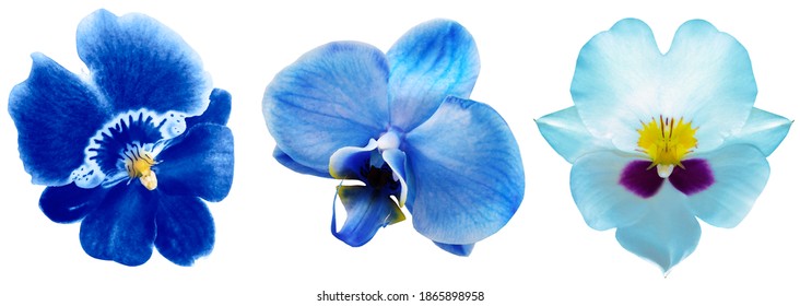 set  watercolor orchids; blue, turquoise; sky; yellow; azure; white flowers isolated on a white background. Close-up. For design. Nature.