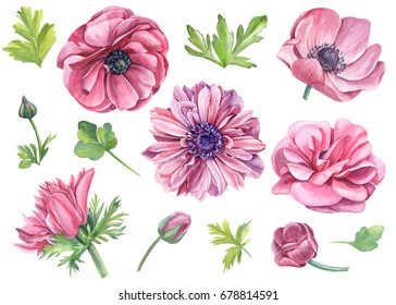 Set Of Watercolor, Pink Flowers Of Anemones, Ranunculus, Botanical Illustration. 