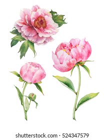 Set Of Watercolor Pink Peonies