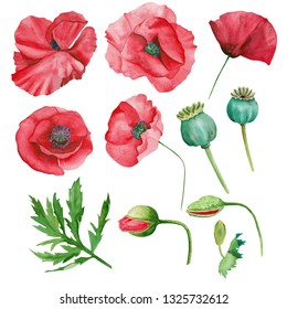 Set of watercolor poppies and leaves isolated on white background
