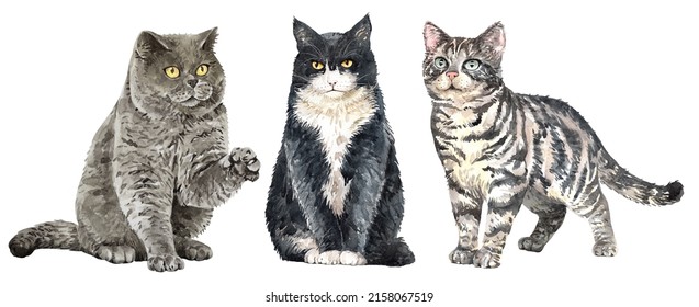 Set of watercolor portraits of 3 cat breeds. British shorthair and American Shorthair, Cat watercolor. Water colour painting cat clipping path isolated on white background.