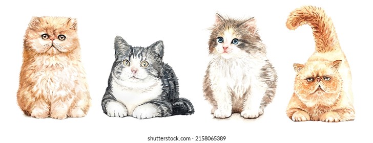 Set of watercolor portraits of 4 cat breeds. Baby Cat watercolor. Kitten watercolour painting cat clipping path isolated on white background. Graphic for fabric, T-shirt, greeting card, sticker.