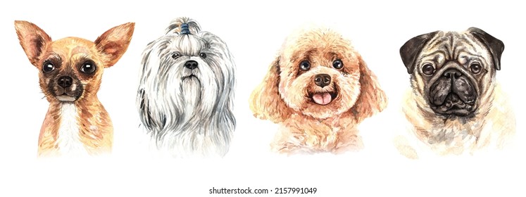 Set Of Watercolor Portraits Of 4 Dog Breeds Pug, Poodle, Shih Tzu And Chihuahua. Dog Drawing Head Clipping Path Isolated On White Background.