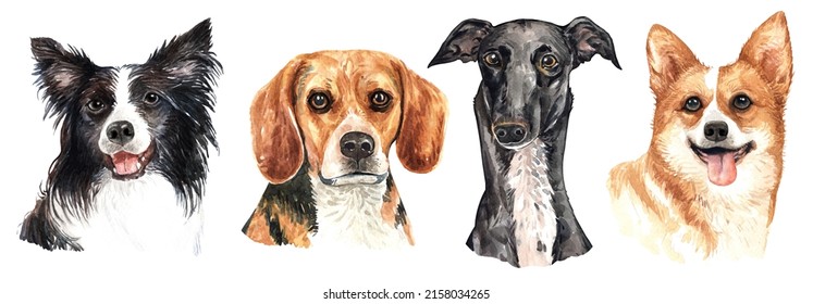 Set Of Watercolor Portraits Of 4 Dog Breeds Beagle, Border Collie, Corgi And Basset Hound. Dog Drawing Head Clipping Path Isolated On White Background.