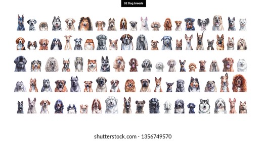 Set Of Watercolor Portraits Of 92 Dog Breeds