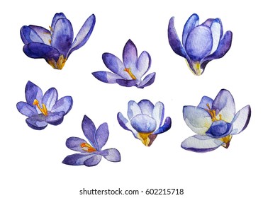 Set Watercolor Purple Crocus Flowers