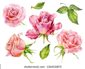 Set watercolor roses  Image flowers  roses in different corners 