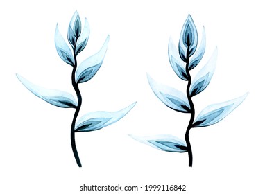 set and watercolor transparent heliconia flowers  isolated white background transparent tropical flowers blue color 