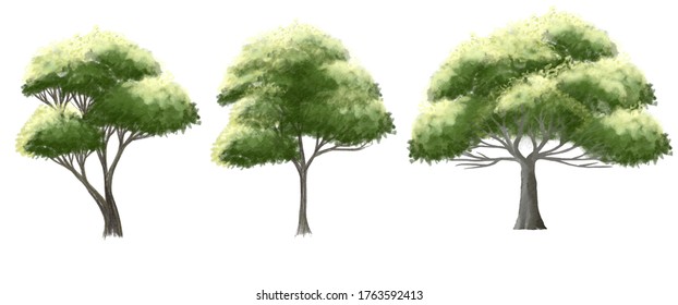 Set Of Watercolor Tree Top View For Landscape Plan And Architecture Layout