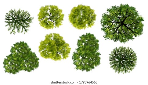 Set Of Watercolor Tree Top View For Landscape Plan And Architecture Layout