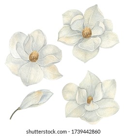 Set Of Watercolor White Magnolia Flowers And Leaves Isolated On White Background