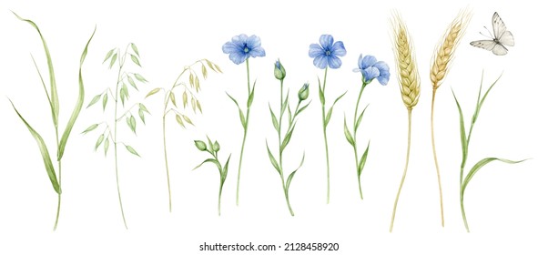 Set watercolor wildflowers   ears corn  The illustrations are isolated white background 