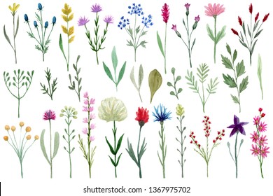 Set of watercolor wildflowers isolated on white background. Hand drawn painted flowers illustration. Flower clipart.Summer disign to fashion fabric, textile, cover, wrapping paper product, blog, cloth