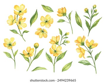 Set of watercolor yellow flowers isolated on white background, hand drawn illustration, floral elements for greeting cards and invitations. 