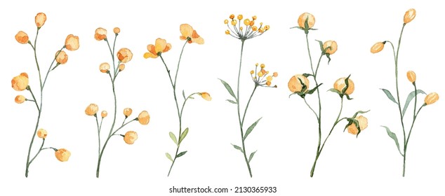 Set with watercolor yellow wild flowers isolated on white background. Hand painted botany. Flower blossom buds