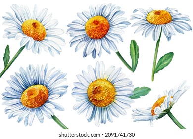 Set White Daisy, Chamomile Flowers, Isolated White Background, Watercolor Botanical Illustration