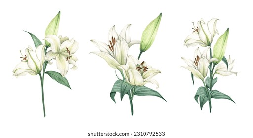 Set of White lily. Floral bouquet. Isolated on white background. Hand drawn clipart for wedding invitations, birthday stationery, greeting cards, scrapbooking. Watercolor illustration.
