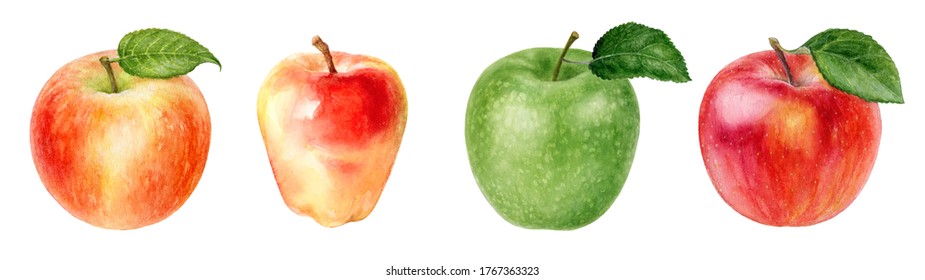 Set of whole apples watercolor illustration isolated on white background - Powered by Shutterstock