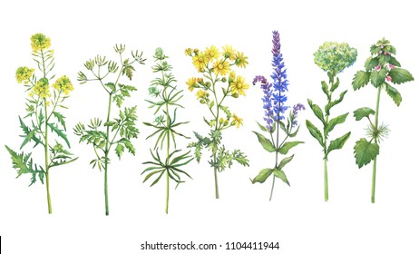 Set with wild plant (sage, mustard, red dead-nettle, ragwort, clivers, hemlock, clover). Watercolor hand drawn painting illustration isolated on a white background.