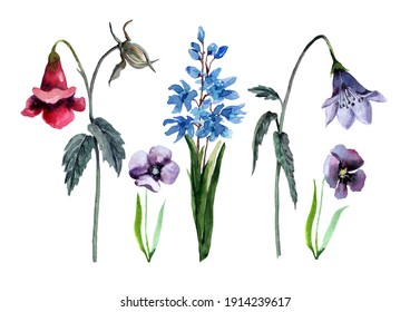 Set of wild spring flowers bells, pansies and geacinths on stems with green leaves. Hand drawn watercolor on white background for design of cards, wedding invitations, print, background, textiles.