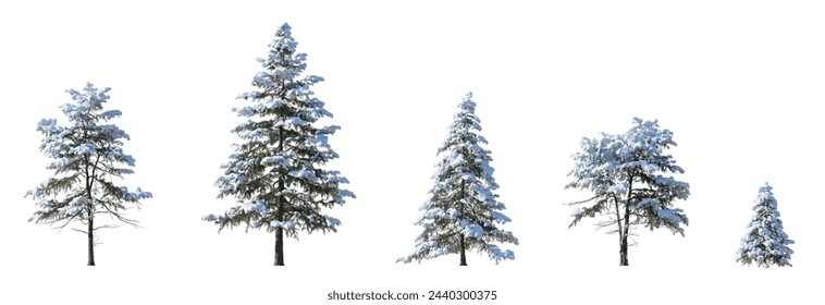 Set of winter picea pungens colorado green spruce with snow evergreen pinaceae needled tree isolated on a white background perfectly cutout  - Powered by Shutterstock