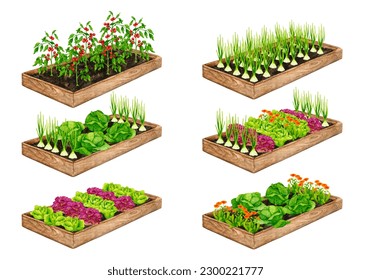 Set of wooden garden beds with growing vegetables: tomatoes, lettuce, onion, cabbage, calendula. Watercolor elements on the theme of gardening, spring seedlings, growing vegetables. - Powered by Shutterstock